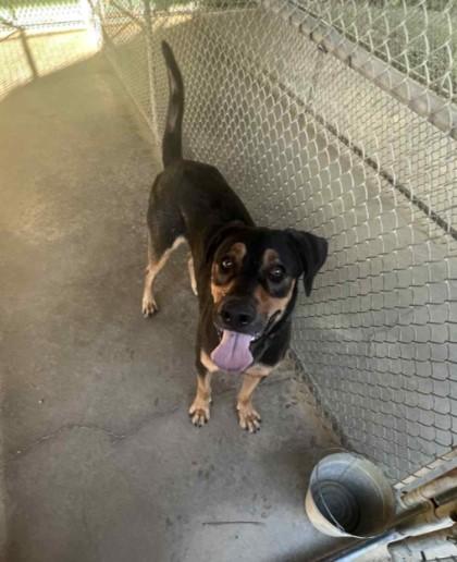 Enlarge ROWDY, a Adoptable mixed breed in Sheboygan, WI image 5/5