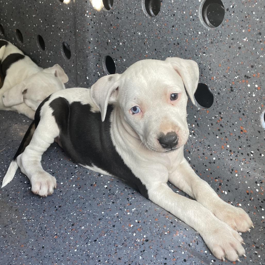 Lovey (Valentine's Litter), Adoptable, Puppy Female Greyhound & Catahoula Leopard Dog.