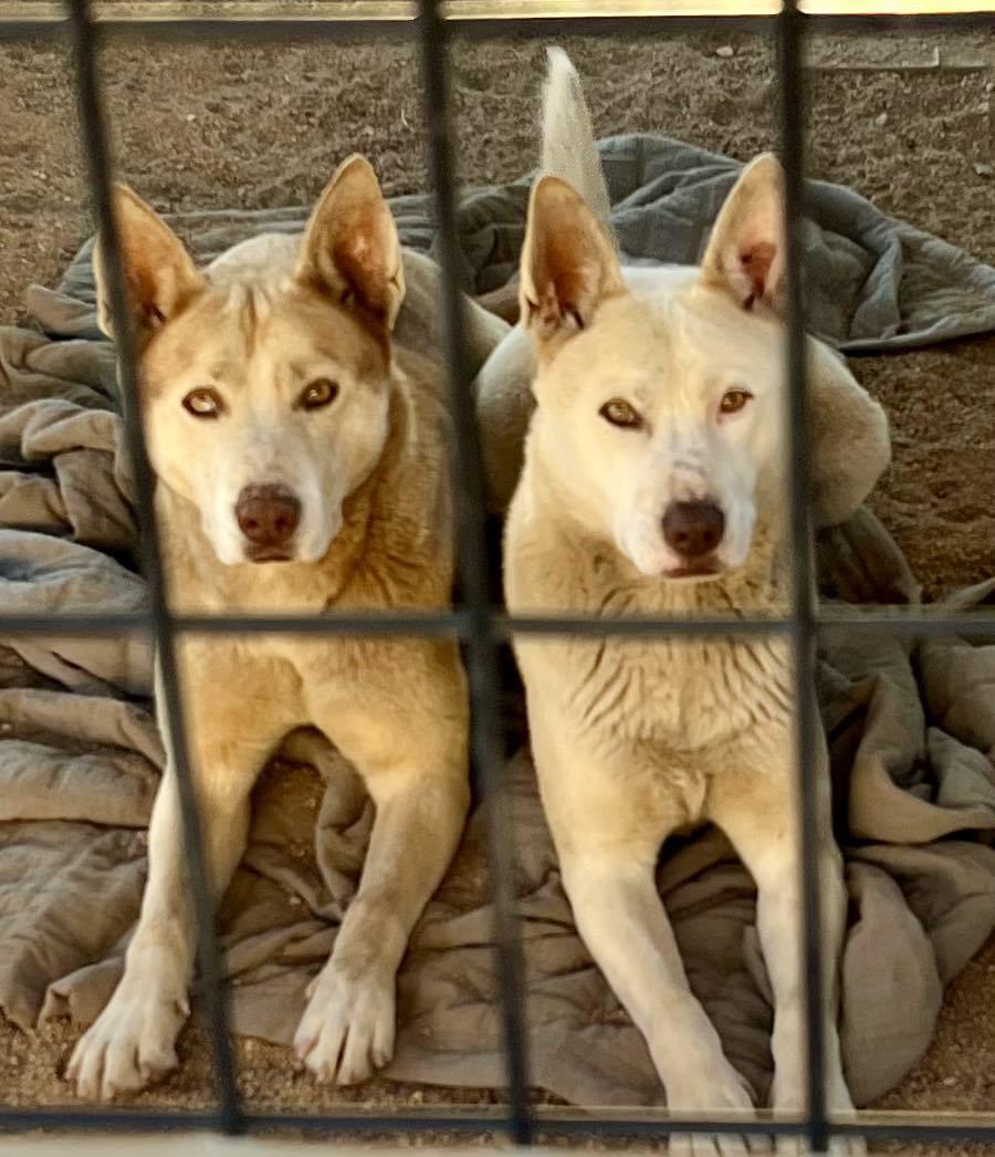 Enlarge Bass & Tenor (bonded pair), a ADOPTABLE mixed breed in Duluth, MN image 5/6