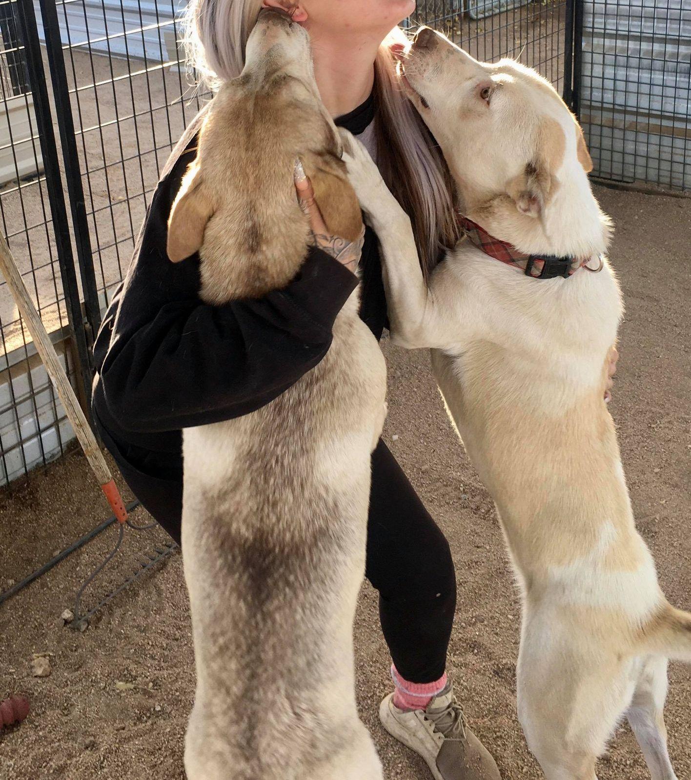 Enlarge Bass & Tenor (bonded pair), a ADOPTABLE mixed breed in Duluth, MN image 3/6