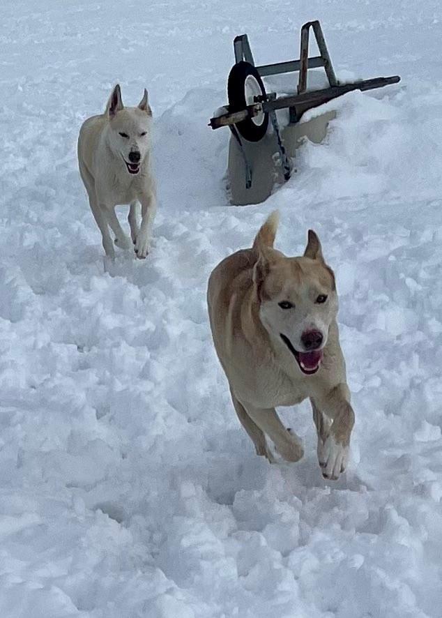 Enlarge Bass & Tenor (bonded pair), a ADOPTABLE mixed breed in Duluth, MN image 4/6