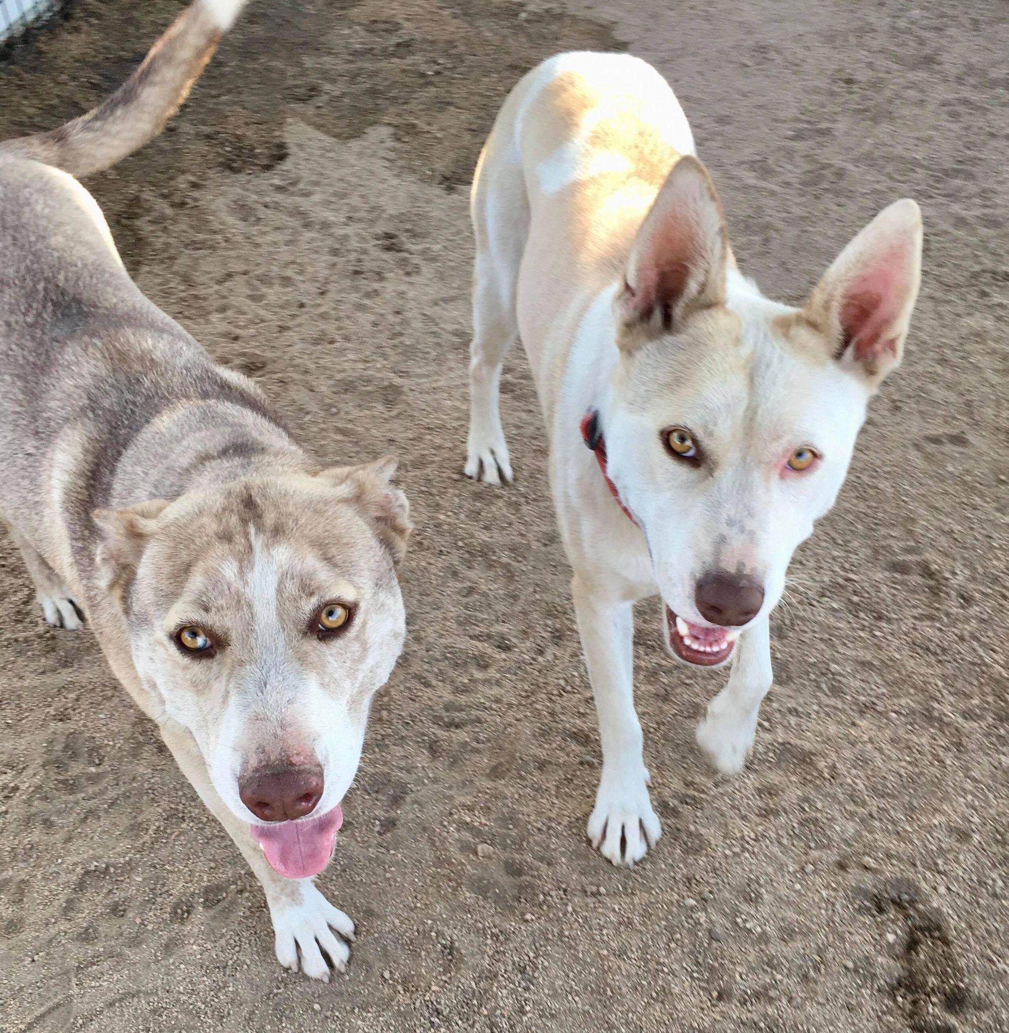 Bass & Tenor (bonded pair), ADOPTABLE, Adult Male Husky.