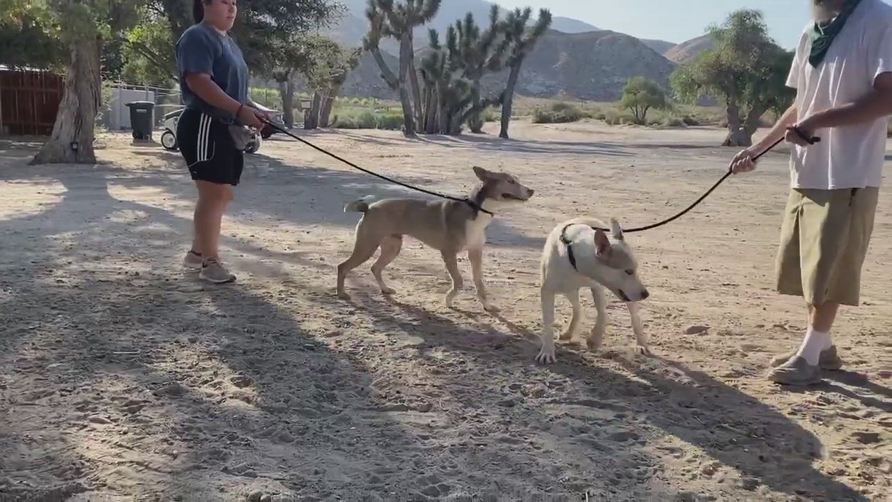 Enlarge Bass & Tenor (bonded pair), a ADOPTABLE mixed breed in Duluth, MN video 6/6