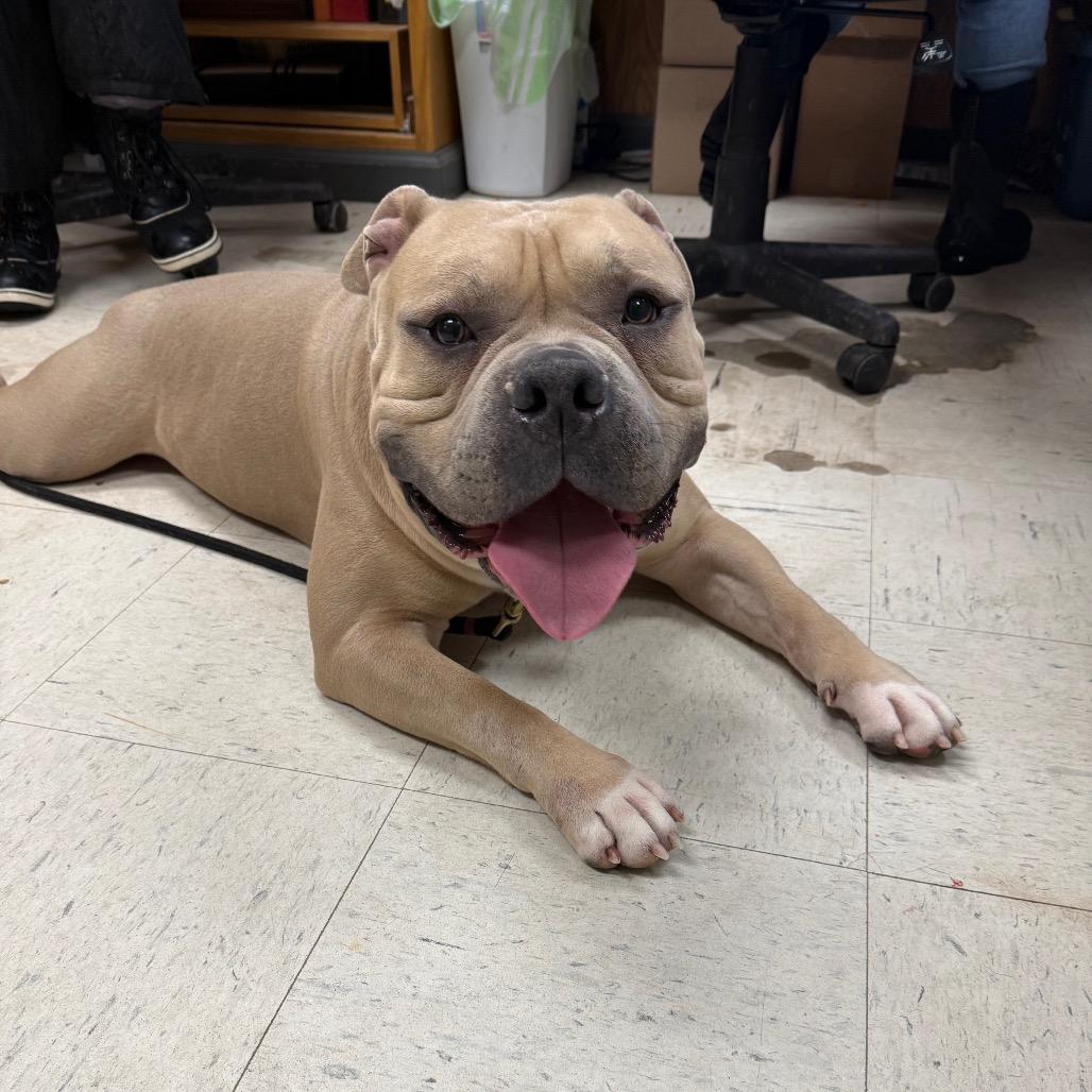 Enlarge Lambchop 191, a Adoptable English Bulldog in Canastota, NY image 1/6