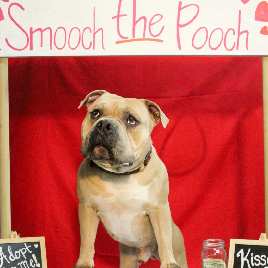 Lambchop thumbnail 2