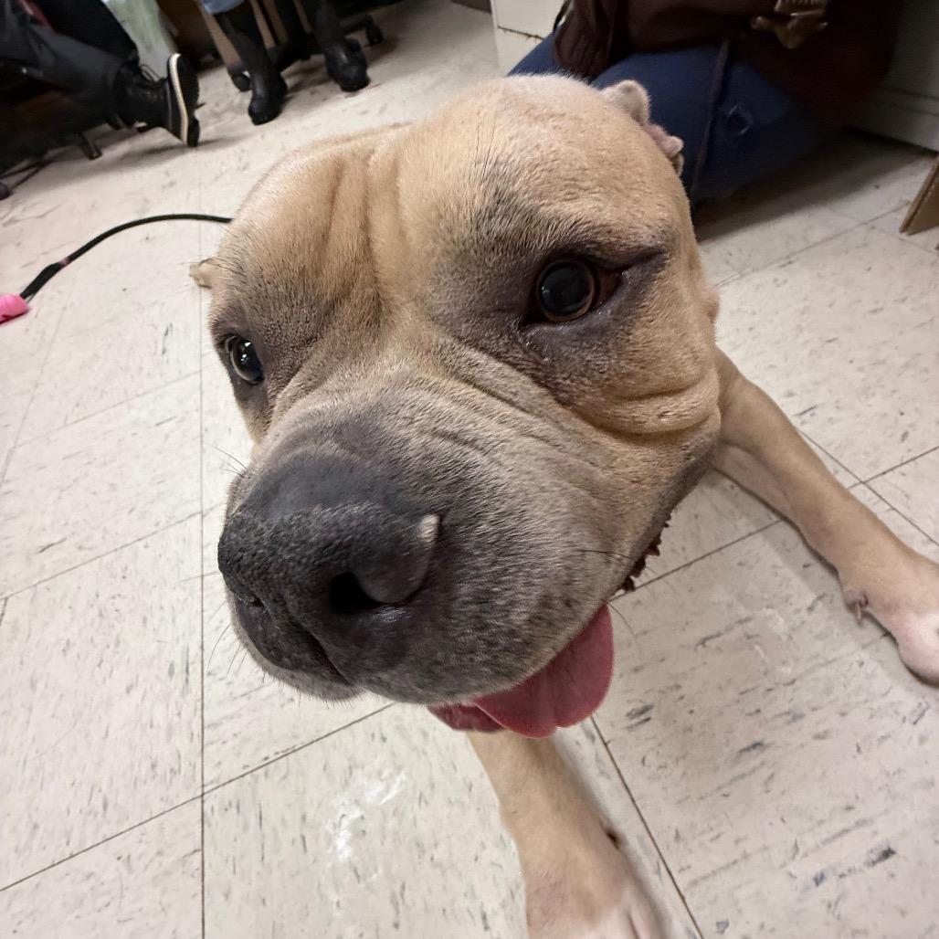 Enlarge Lambchop 191, a Adoptable English Bulldog in Canastota, NY image 3/6