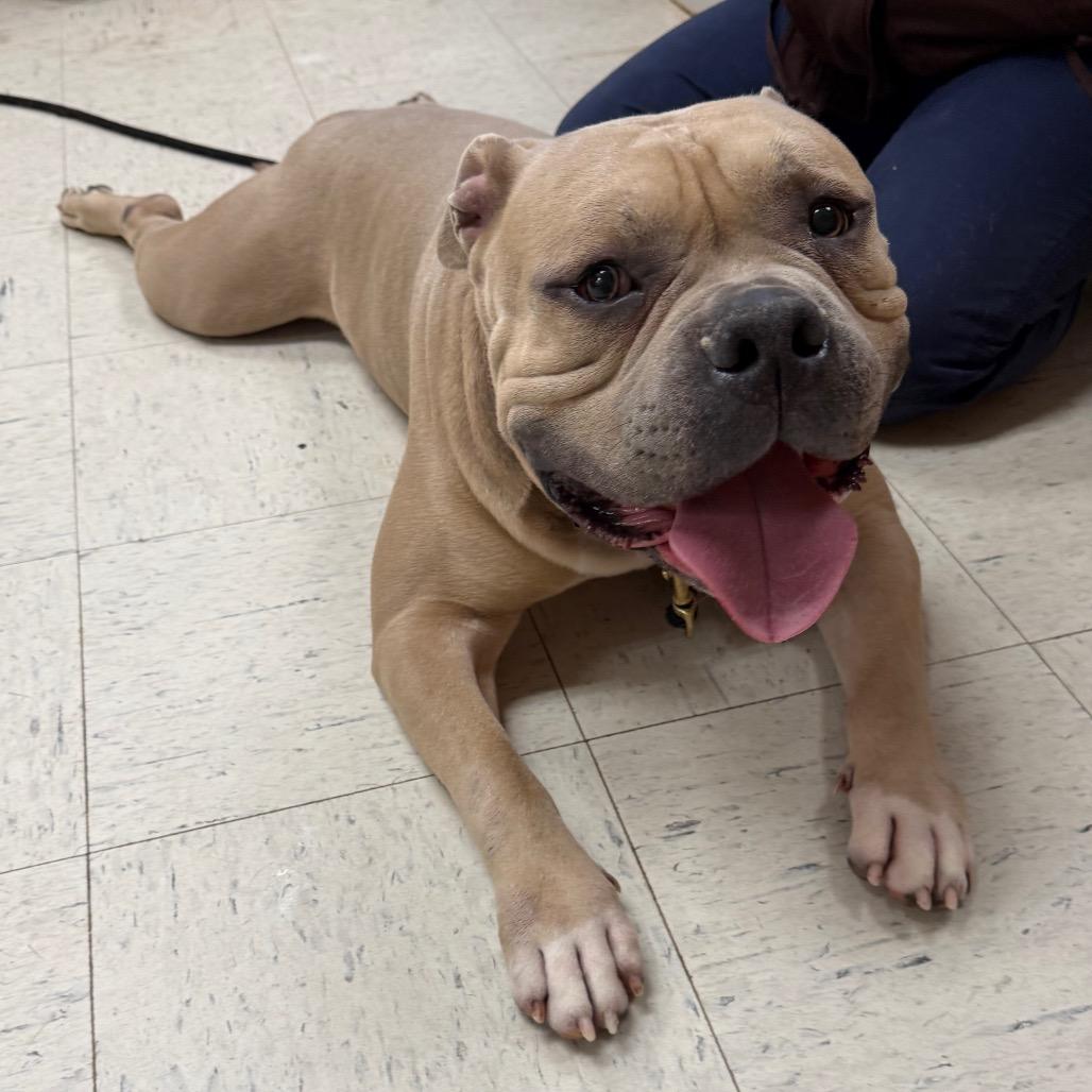 Enlarge Lambchop 191, a Adoptable English Bulldog in Canastota, NY image 4/6