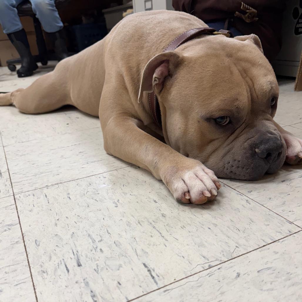 Enlarge Lambchop 191, a Adoptable English Bulldog in Canastota, NY image 5/6