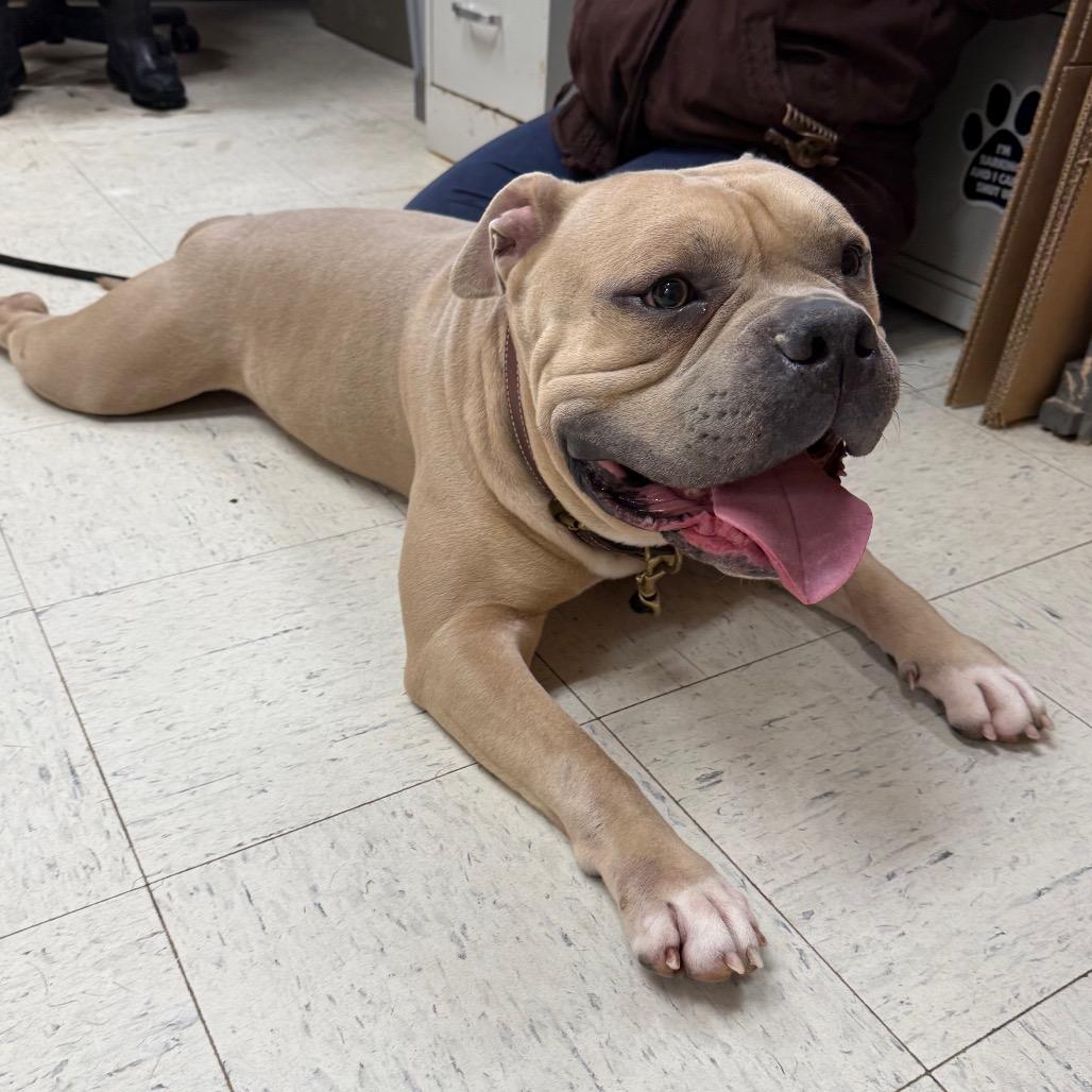 Enlarge Lambchop 191, a Adoptable English Bulldog in Canastota, NY image 6/6