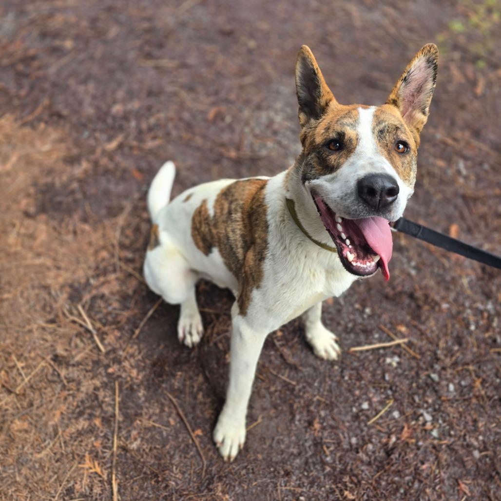 Ripp, Adoptable, Young Male Mixed Breed.