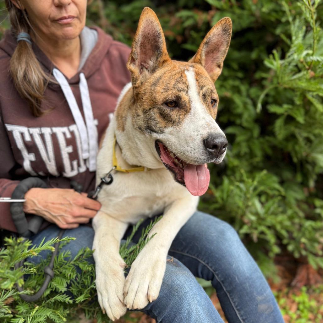 Ripp, a Adoptable Mixed Breed in Fort Bragg, CA image 1/5