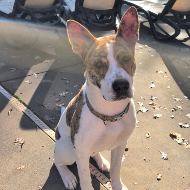 Ripp, a Adoptable Mixed Breed in Fort Bragg, CA image 2/5