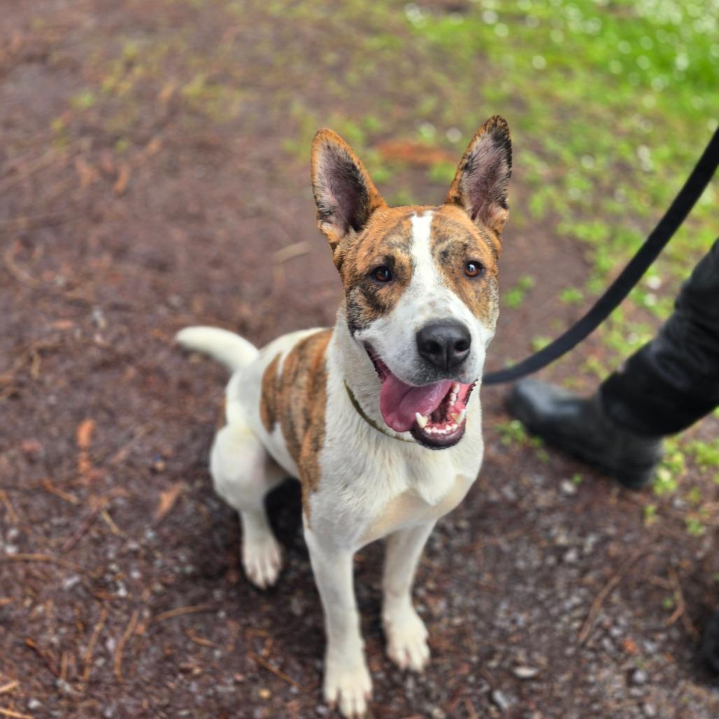 Enlarge Ripp, a Adoptable Mixed Breed in Fort Bragg, CA image 3/6