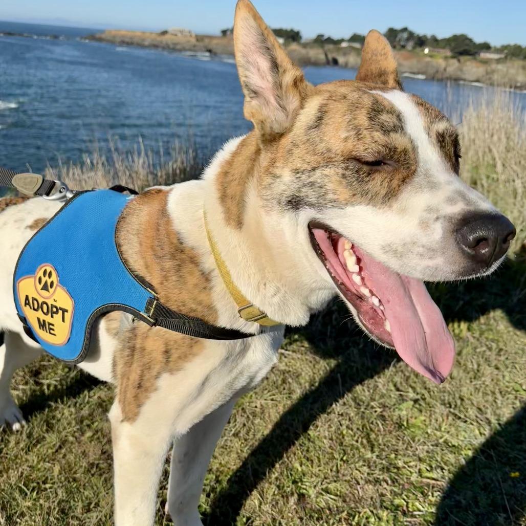 Ripp, a Adoptable Mixed Breed in Fort Bragg, CA image 3/5