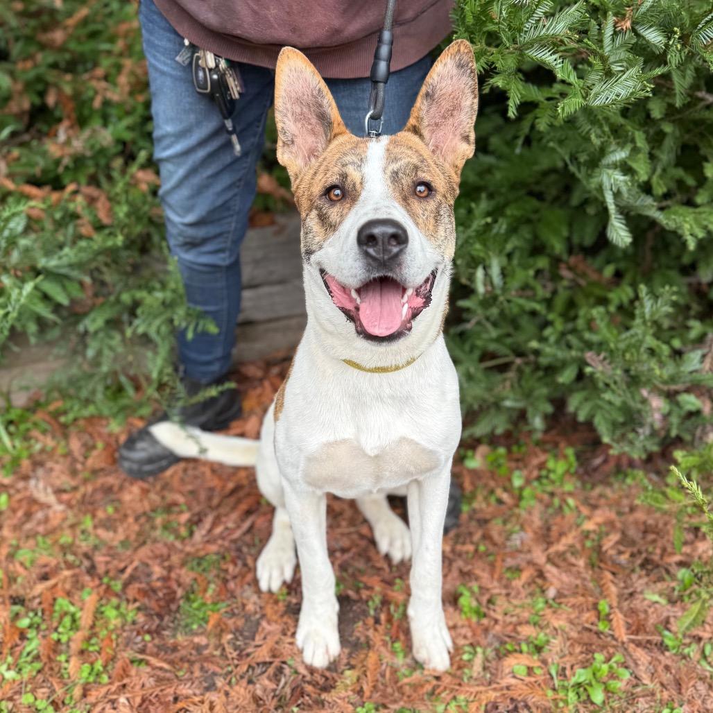 Ripp, a Adoptable Mixed Breed in Fort Bragg, CA image 5/5