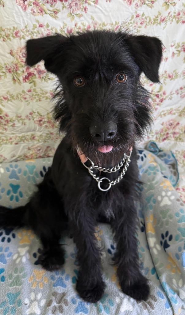 Beau, Adoptable, Young Male Schnauzer.