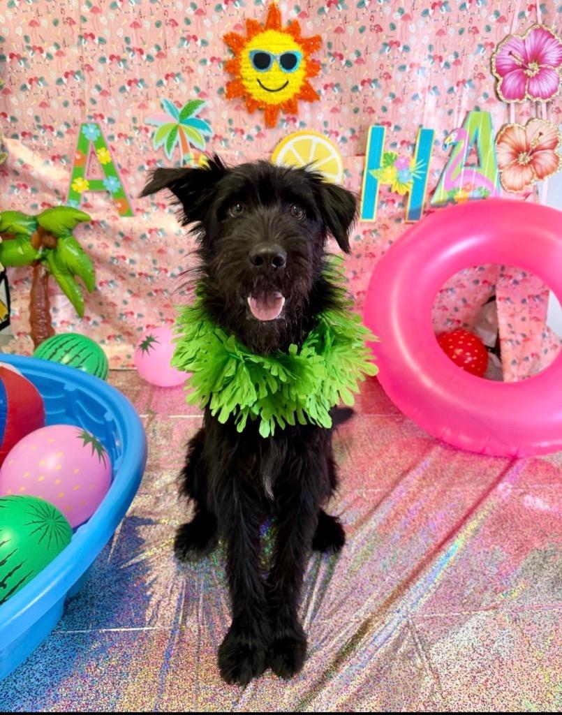 Beau, Adoptable, Young Male Schnauzer.