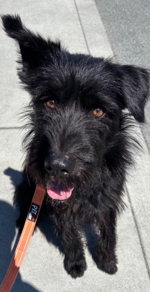 Beau, a Adoptable mixed breed in Brookings, OR image 2/2