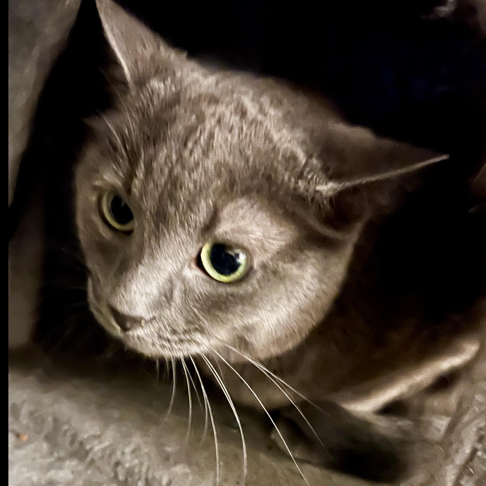 Enlarge Brooke II, an adoptable mixed breed in Palatine, IL image 2/5