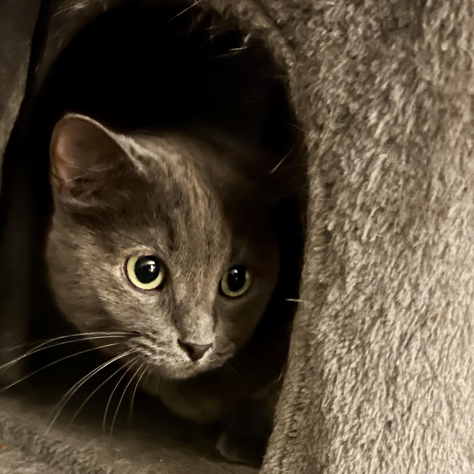 Enlarge Brooke II, an adoptable mixed breed in Palatine, IL image 3/5