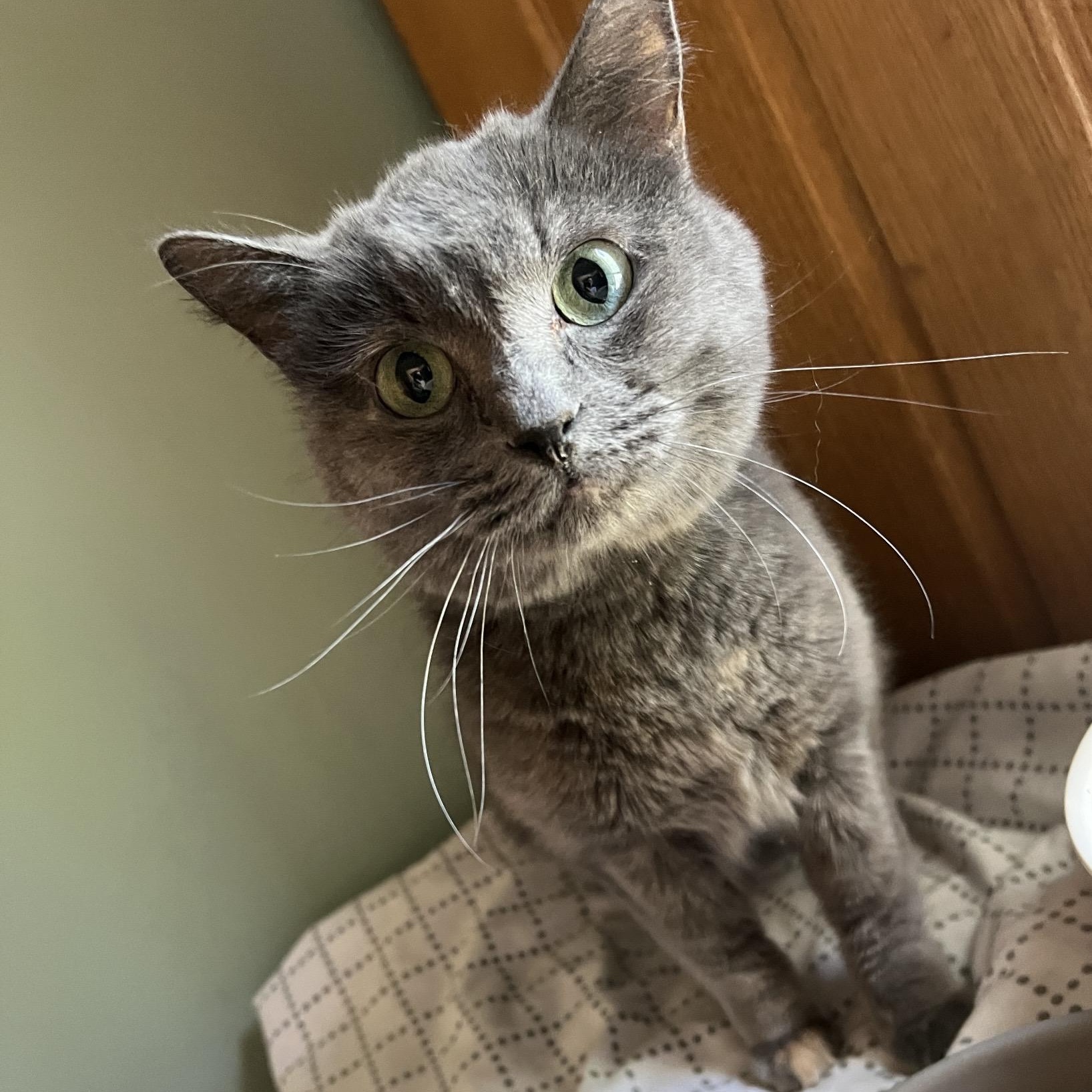 Brooke II, adoptable, Adult Female Dilute Tortoiseshell & Domestic Short Hair.