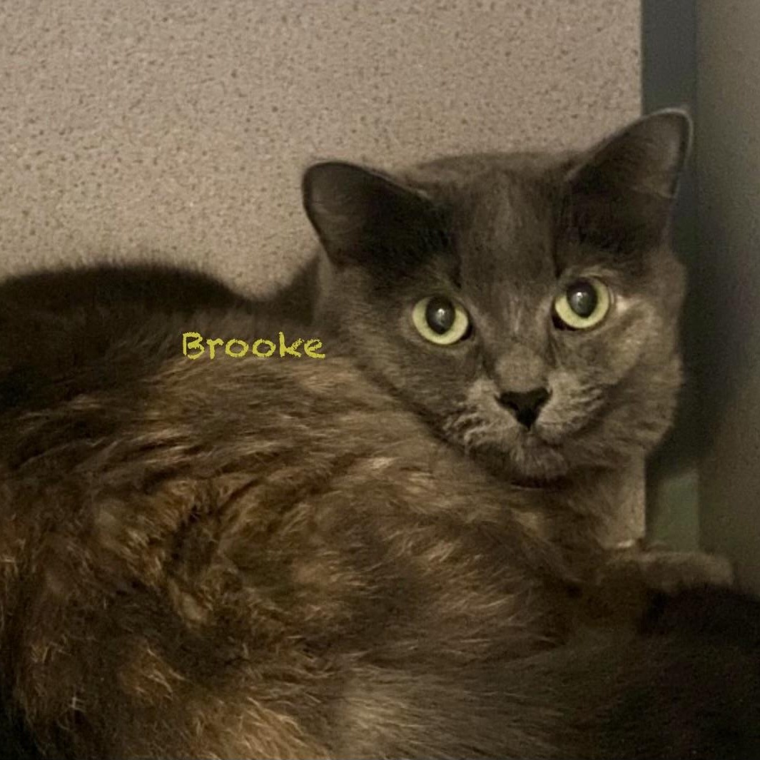 Enlarge Brooke II, an adoptable mixed breed in Palatine, IL image 1/6