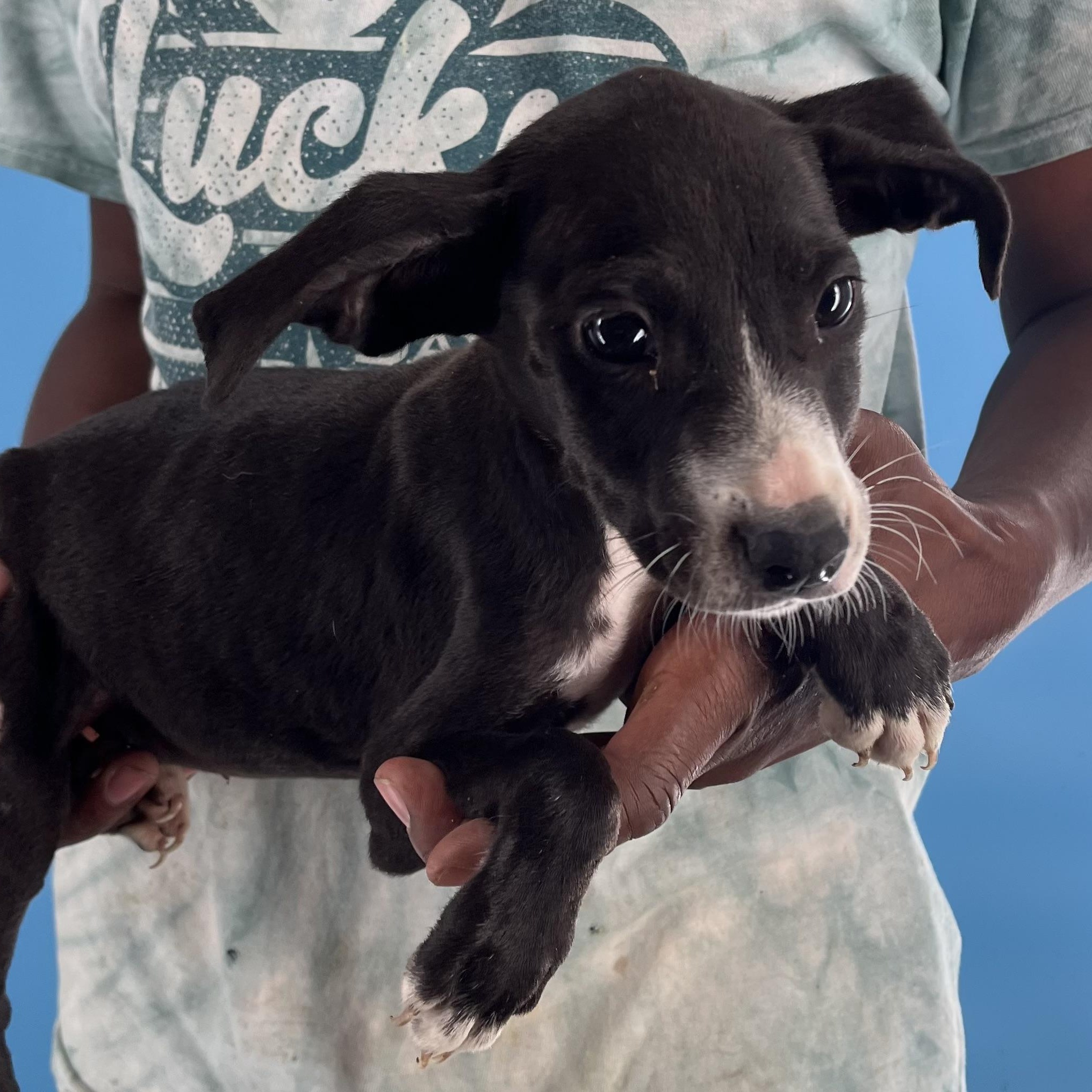 Candy - Local Sept 26-28