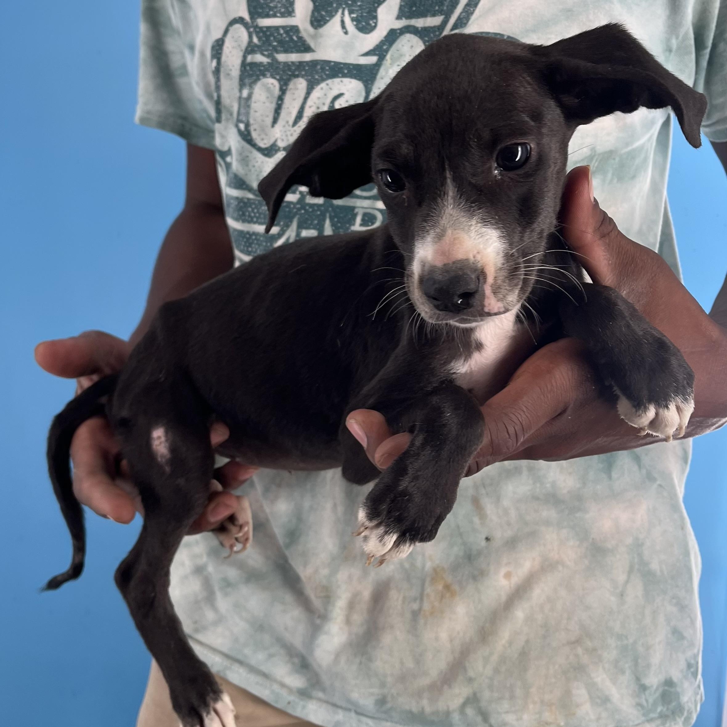 Candy - Local Sept 26-28