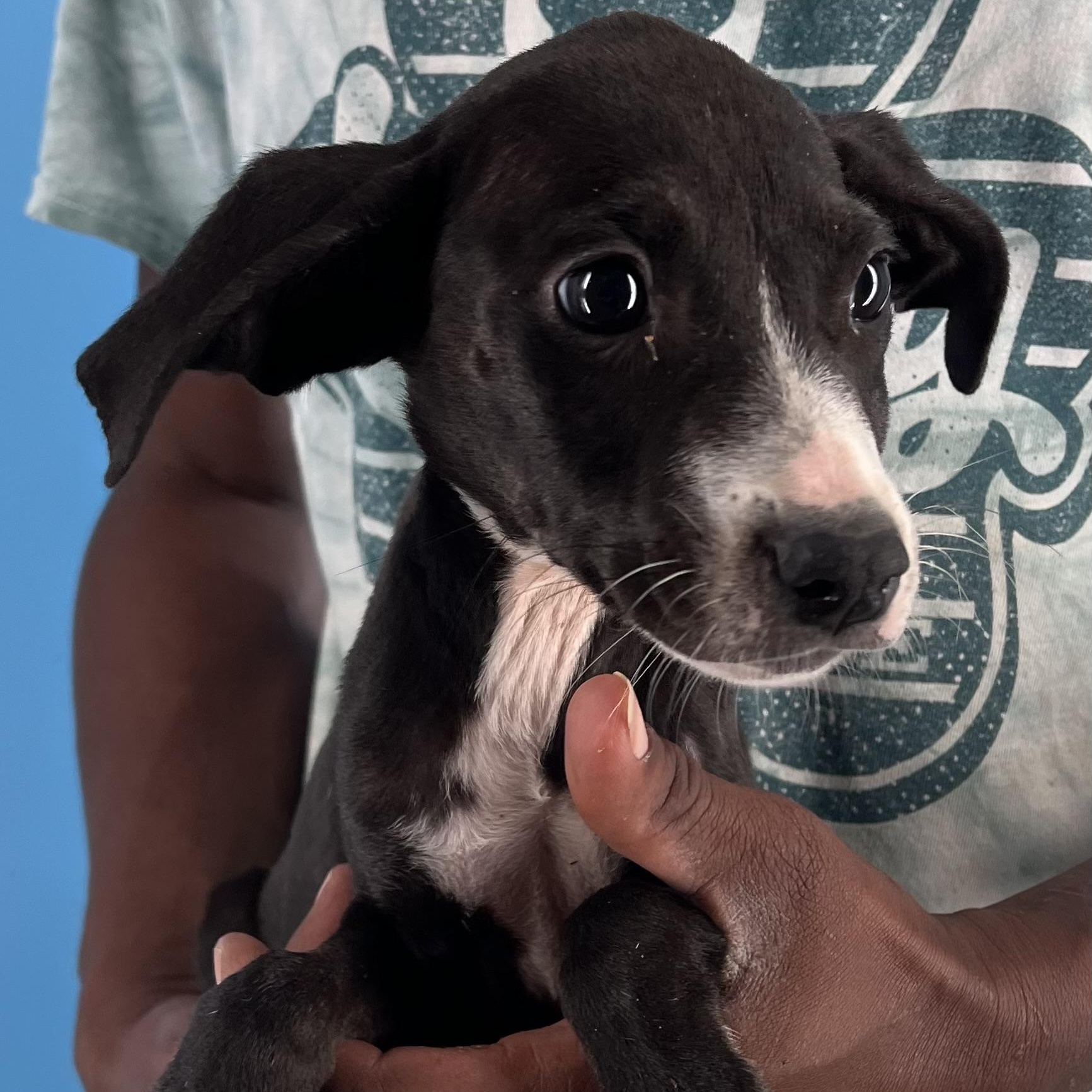 Candy - Local Sept 26-28