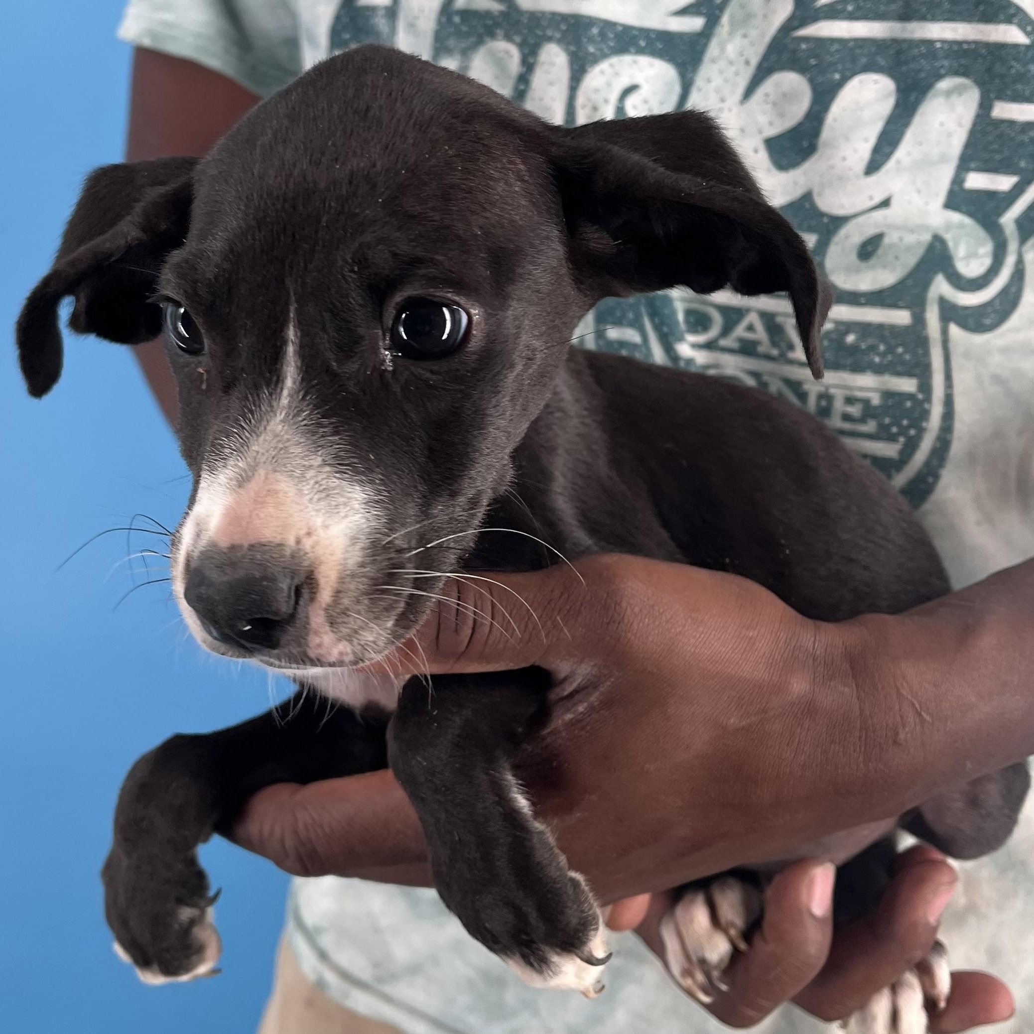 Candy - Local Sept 26-28