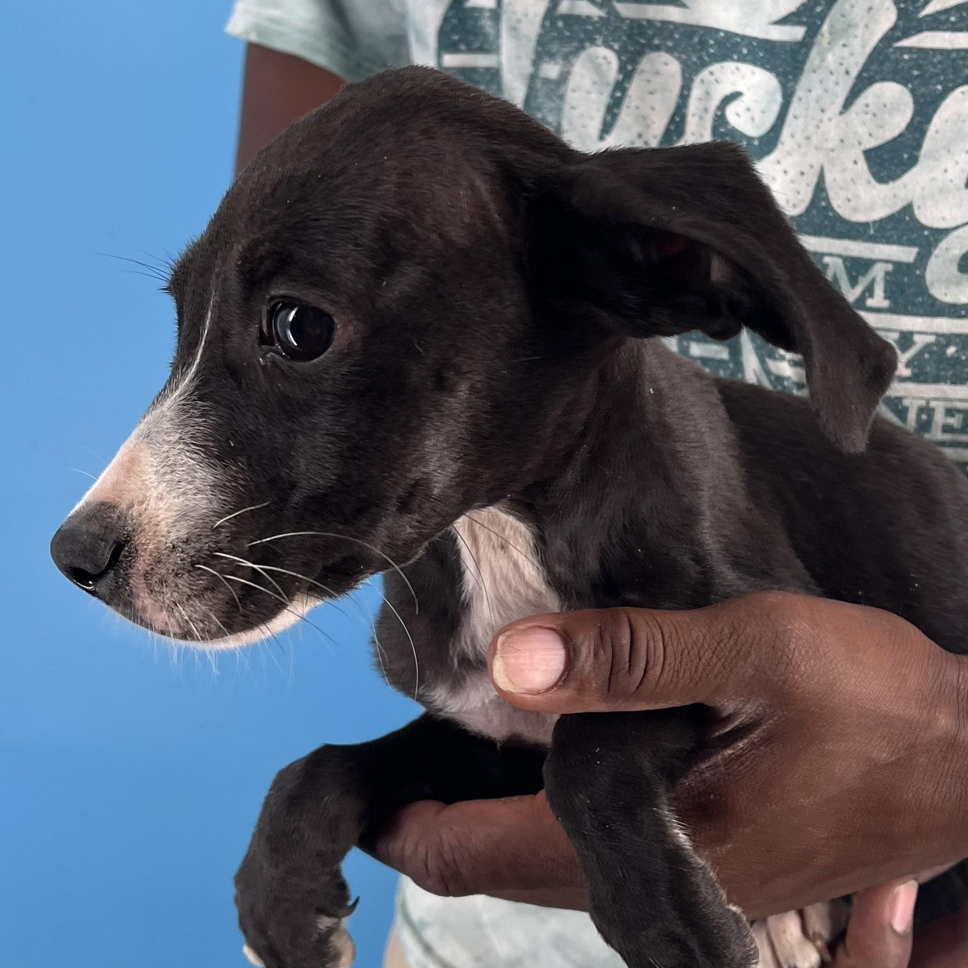 Candy - Local Sept 26-28