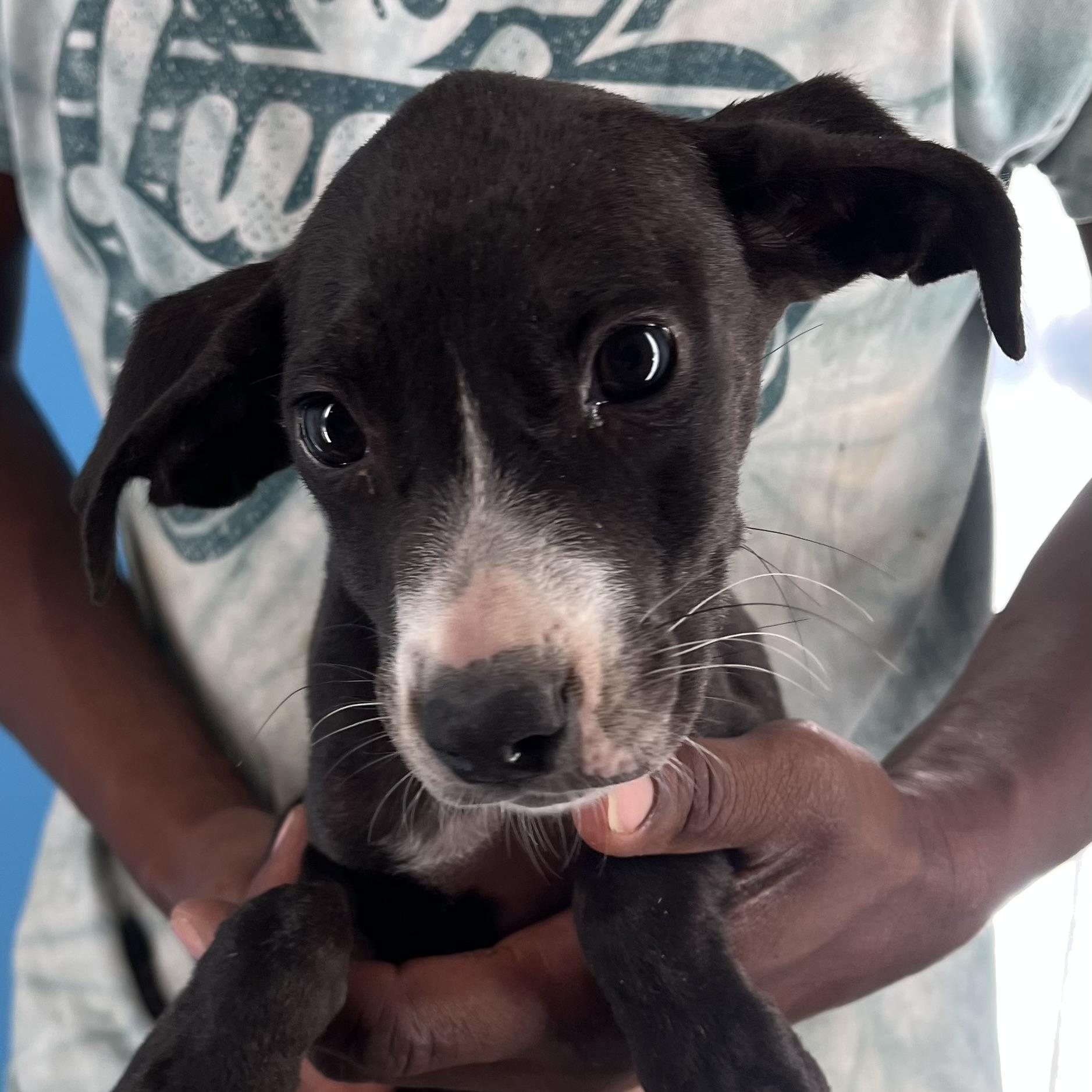 Candy - Local Sept 26-28