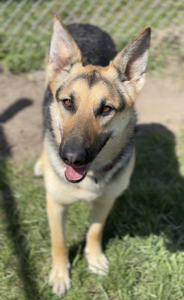 Sadie, a Adoptable mixed breed in Bemidji, MN image 1/2