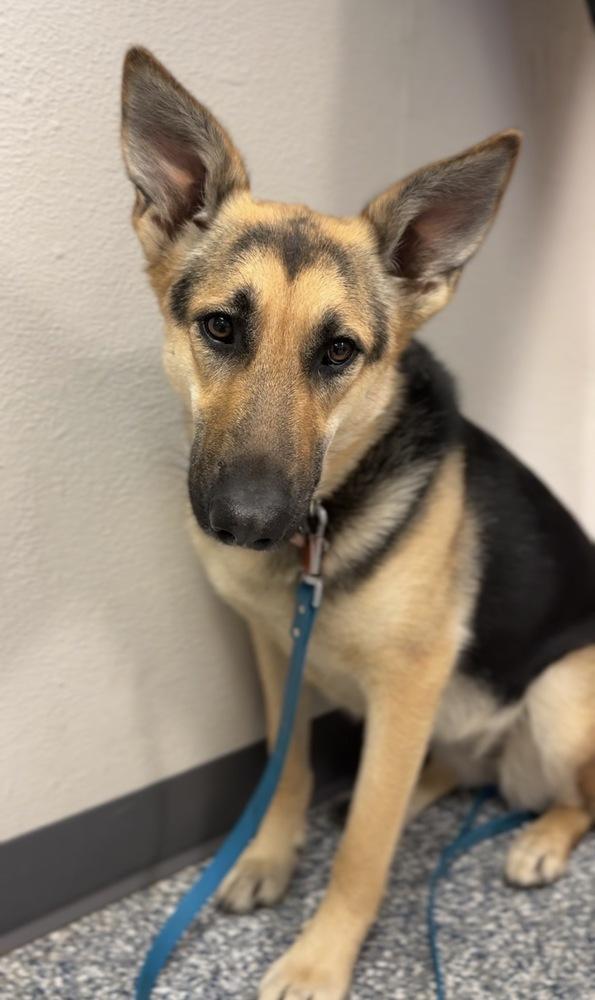 Sadie, a Adoptable mixed breed in Bemidji, MN image 2/2