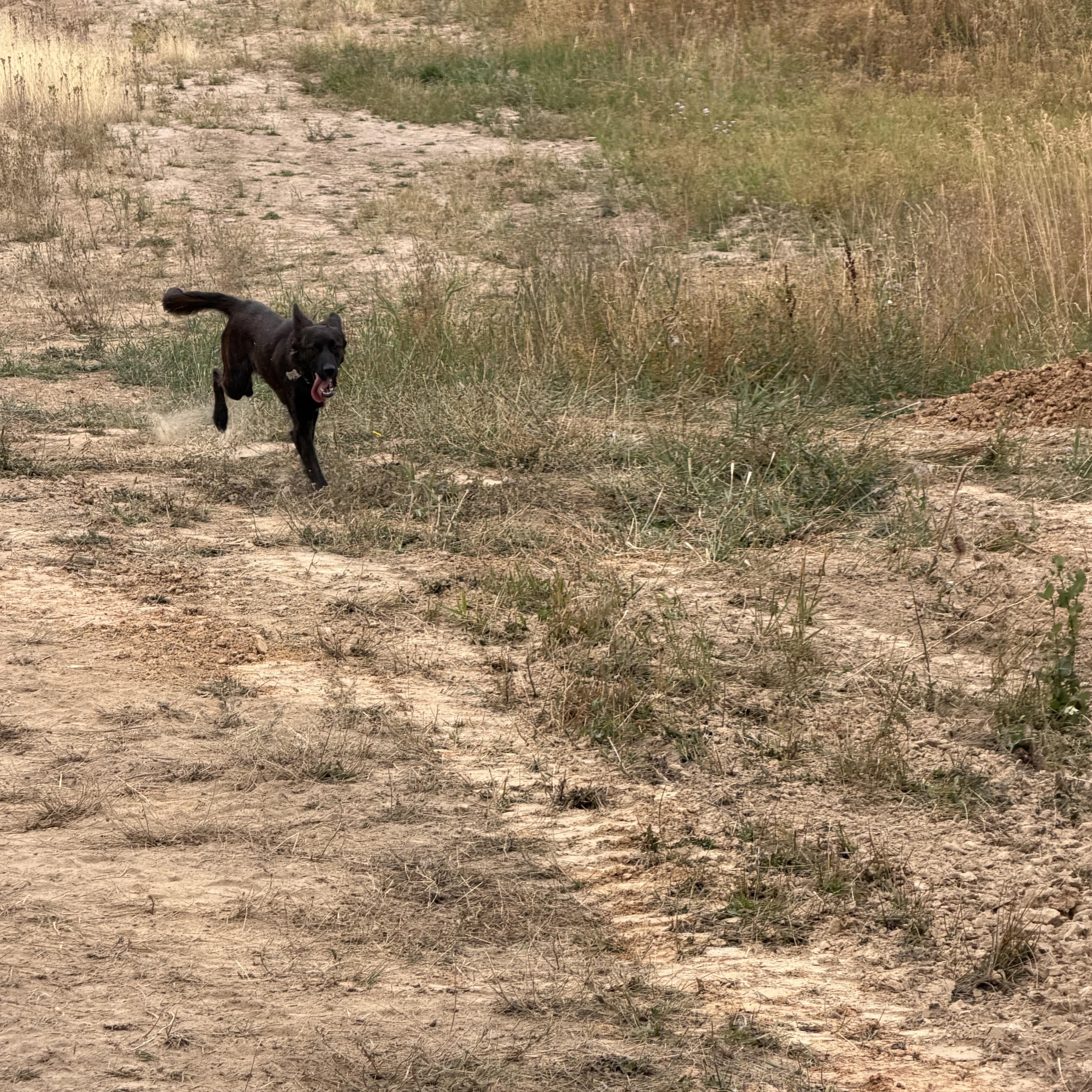 Enlarge Sam, a Adopted mixed breed in Plummer, ID image 2/2