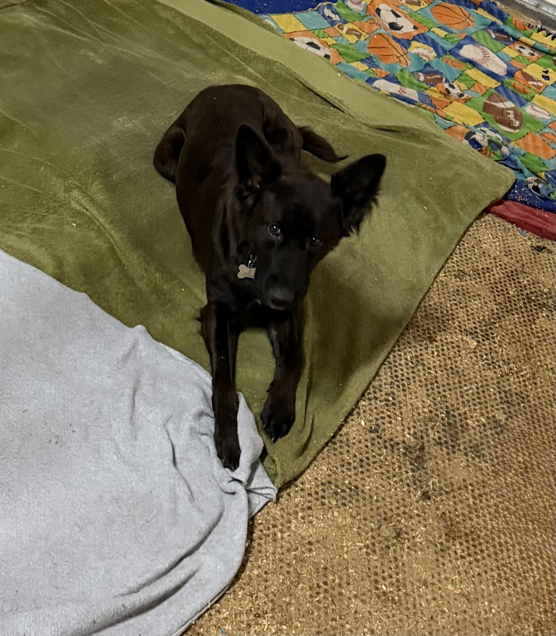 Sam, Adopted, Puppy Female Australian Kelpie & Australian Shepherd.