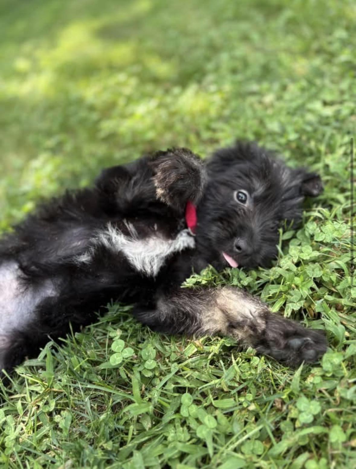 Ashe - Smokehouse Litter, Adopted, Puppy Female Schnauzer.