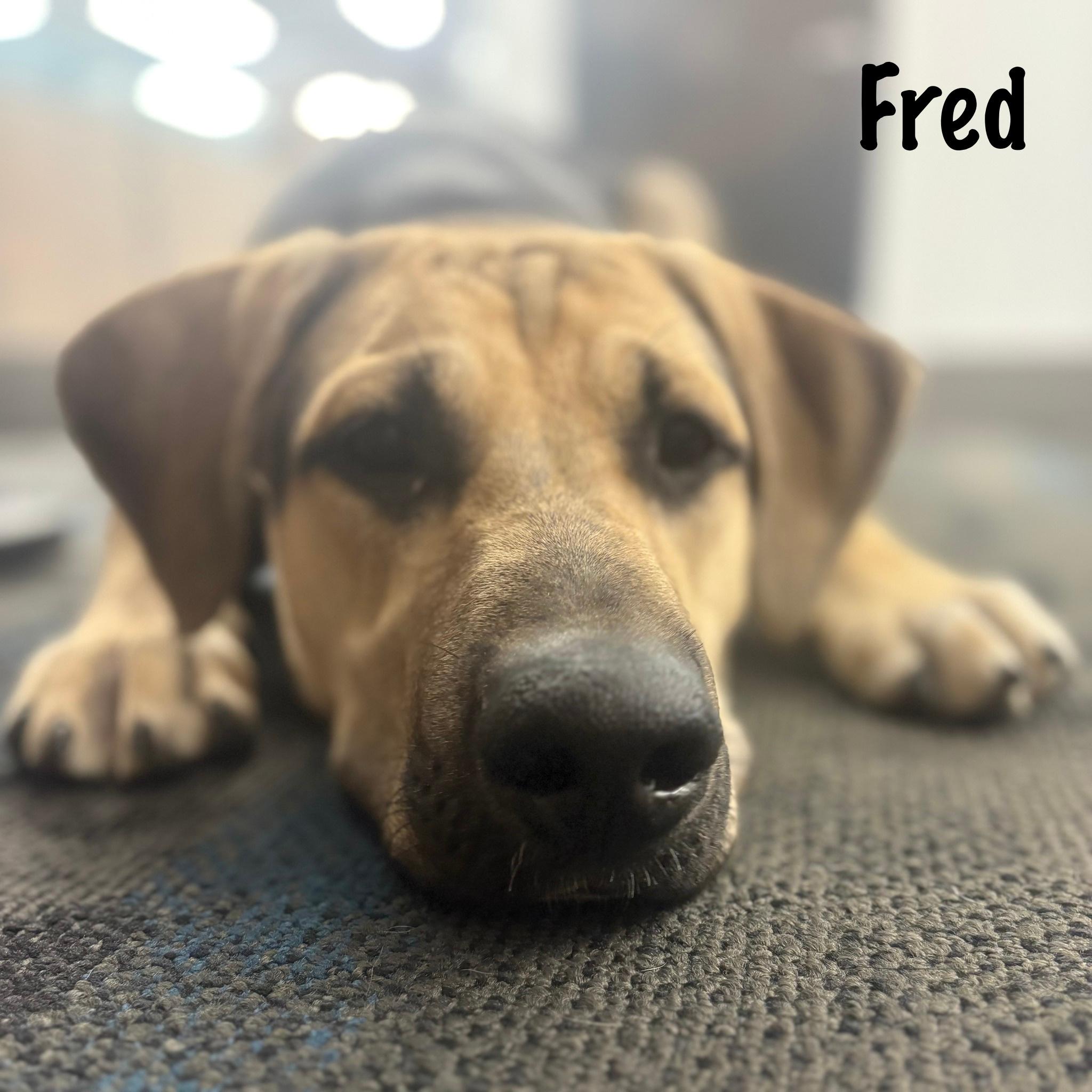 Enlarge Fred, a Adoptable mixed breed in Elburn, IL image 5/5