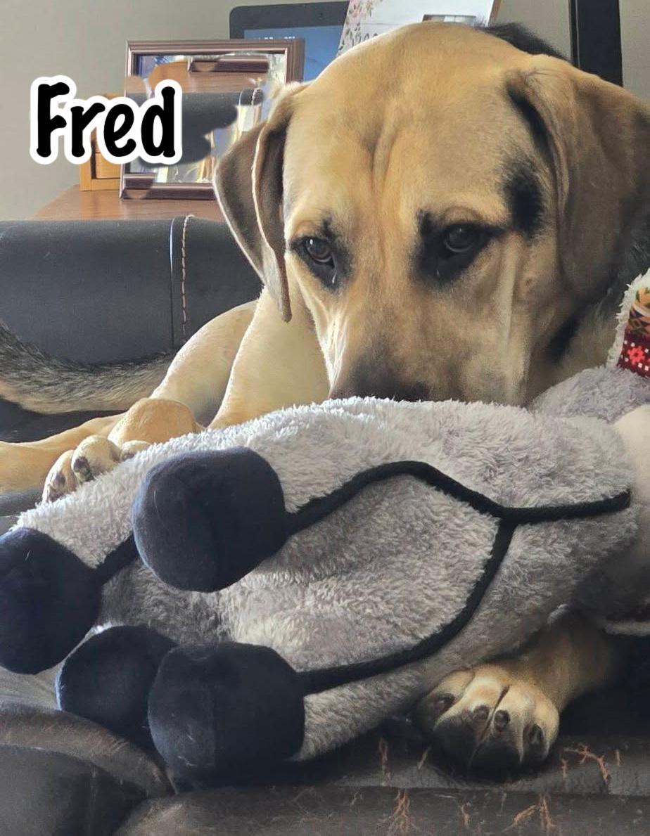 Enlarge Fred, a Adoptable mixed breed in Elburn, IL image 5/6