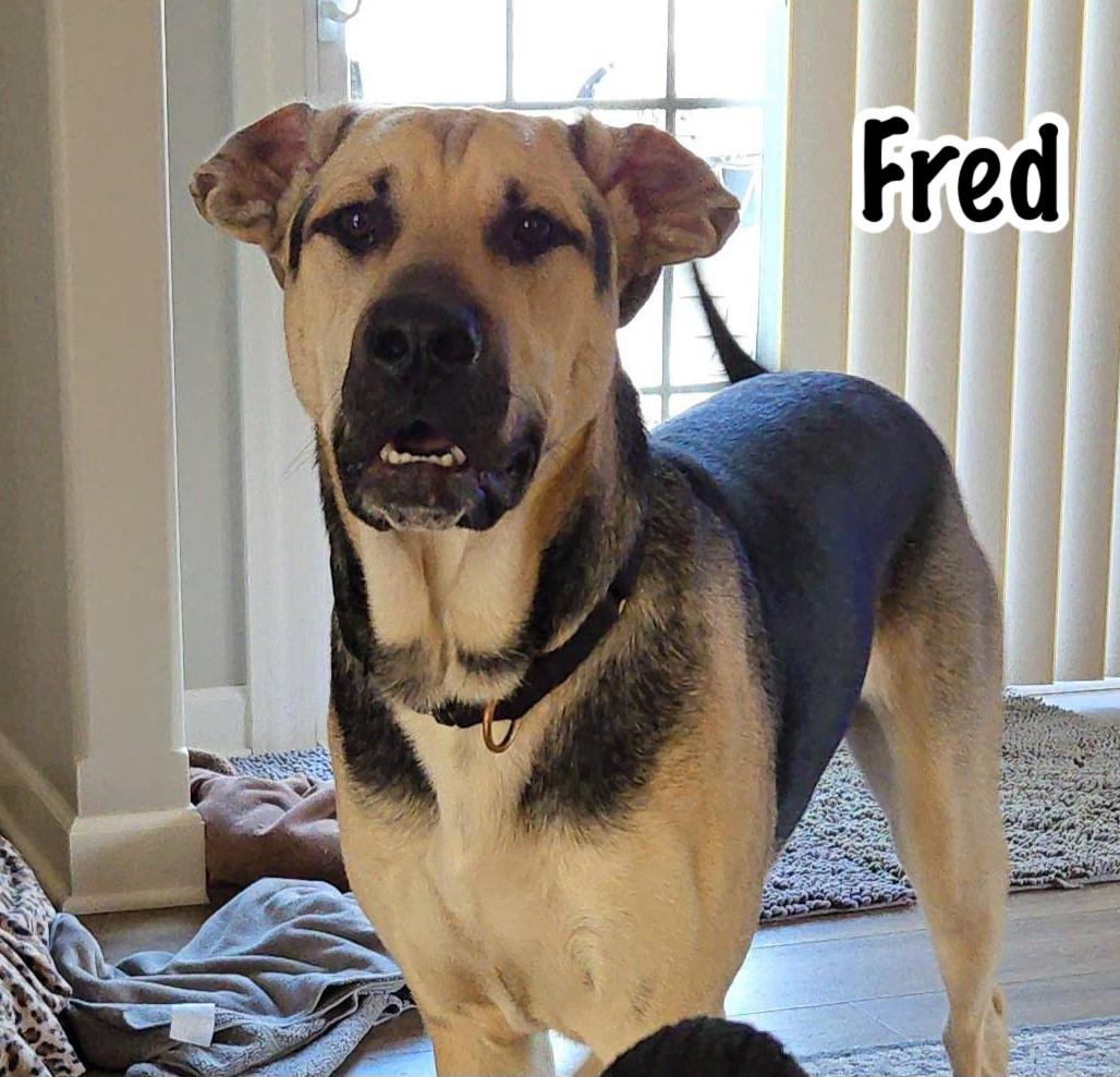 Enlarge Fred, a Adoptable mixed breed in Elburn, IL image 1/6