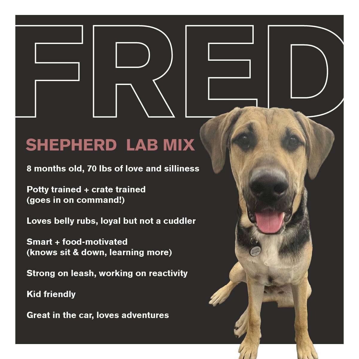 Enlarge Fred, a Adoptable mixed breed in Elburn, IL image 3/5