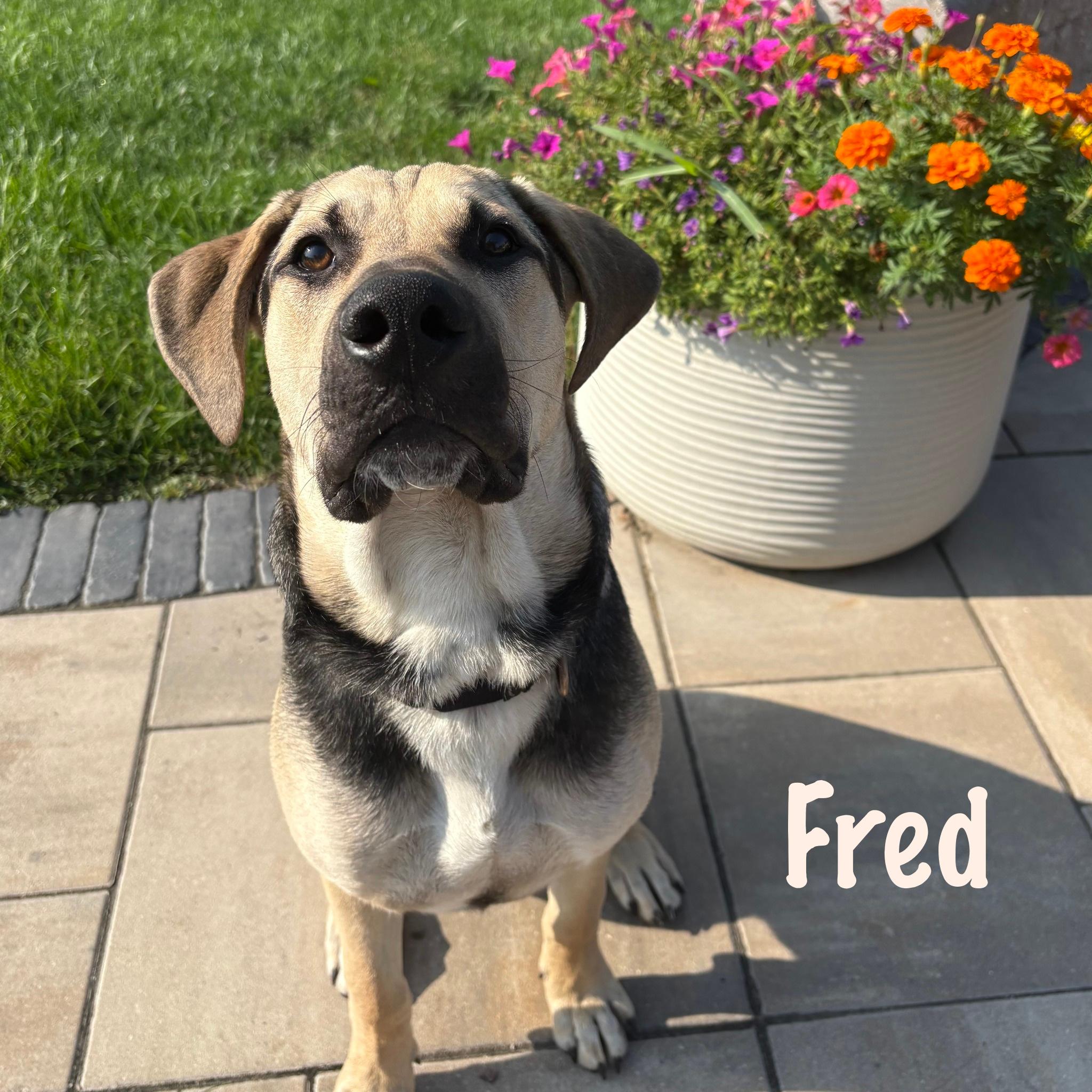 Fred