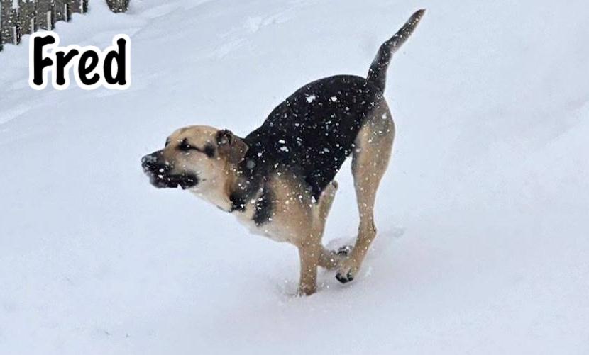 Enlarge Fred, a Adoptable mixed breed in Elburn, IL image 3/6