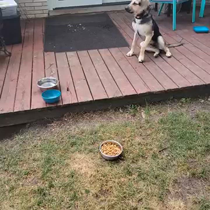 Enlarge Fred, a Adoptable mixed breed in Elburn, IL video 2/5