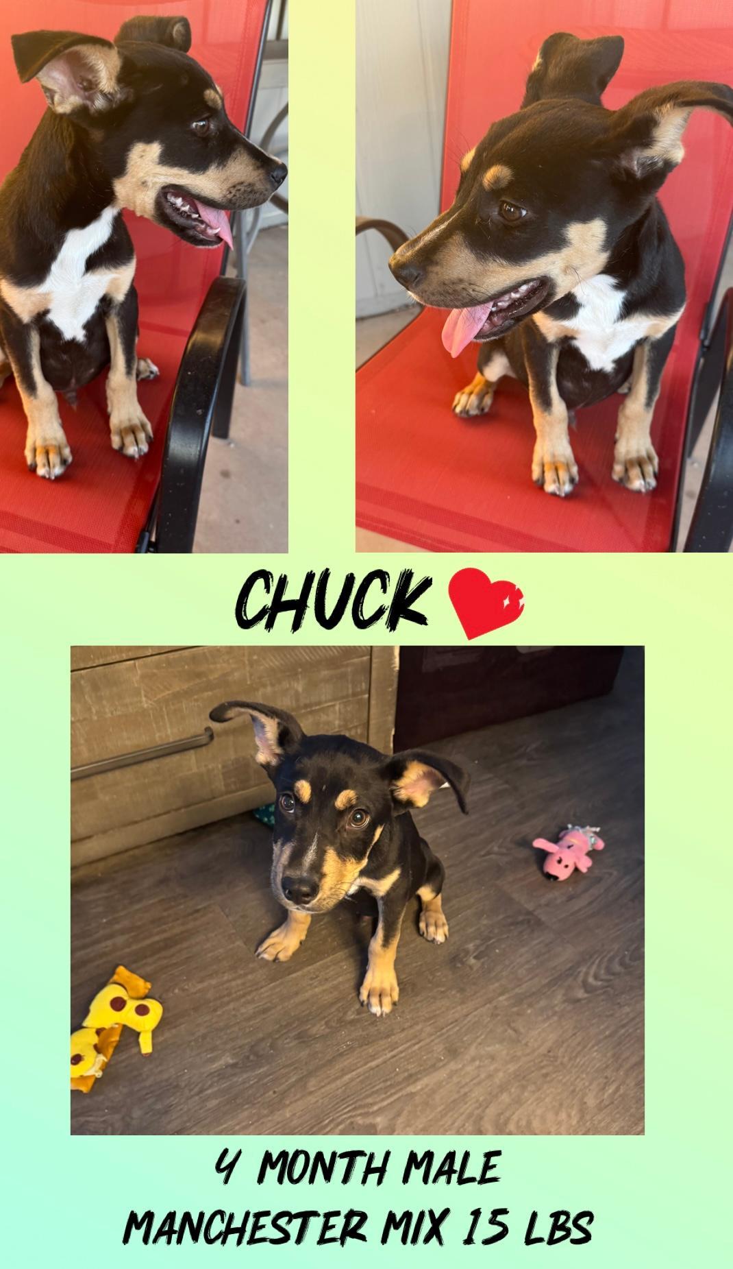 CHUCK - 4 MONTH MANCHESTER MALE @ PETCO, 5011 E. RAY ROAD, PHX 85044 ON FRI & SAT, JULY 4th & 5th