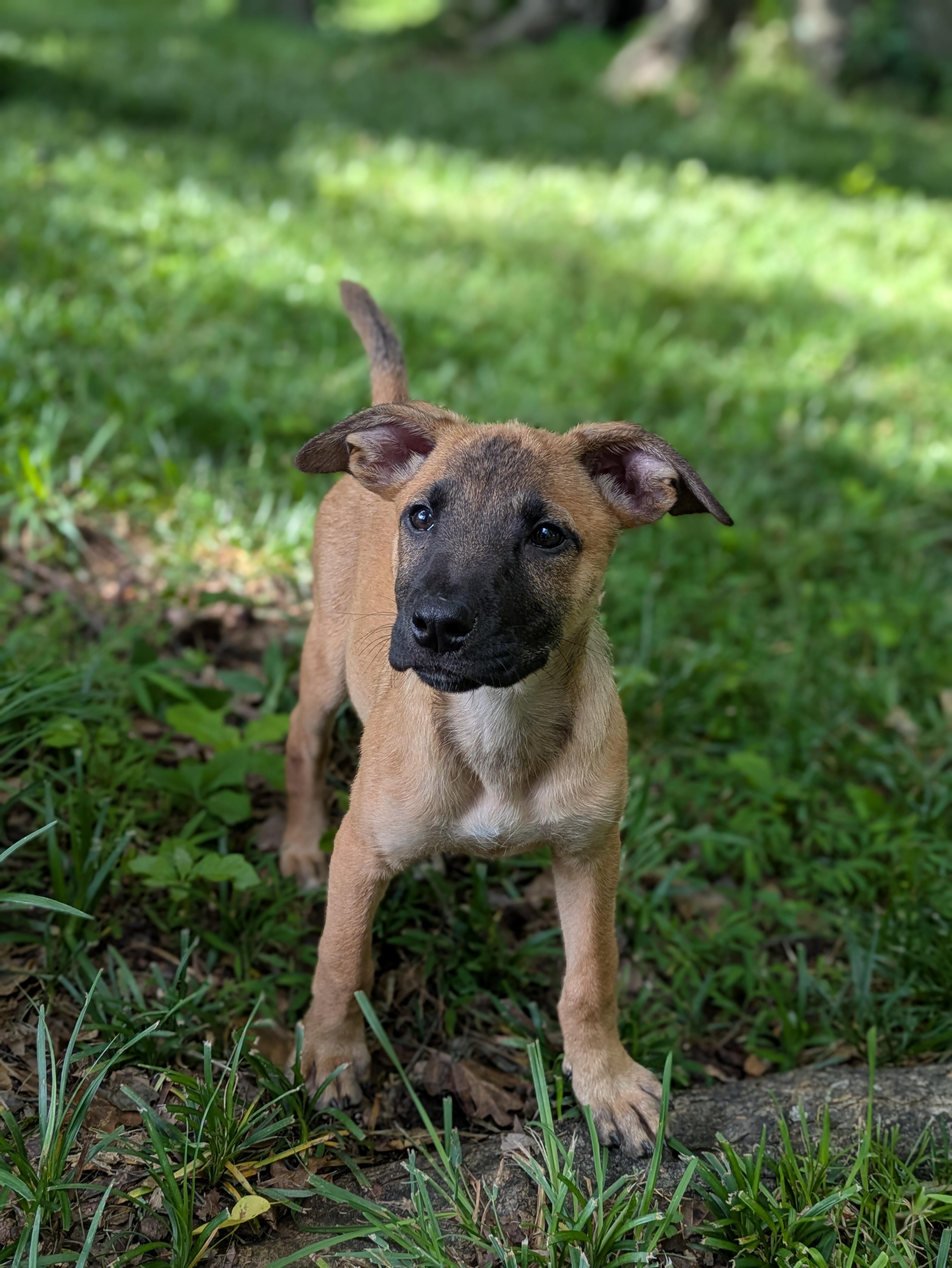 Whoopi, adopted, Puppy Female Mixed Breed.