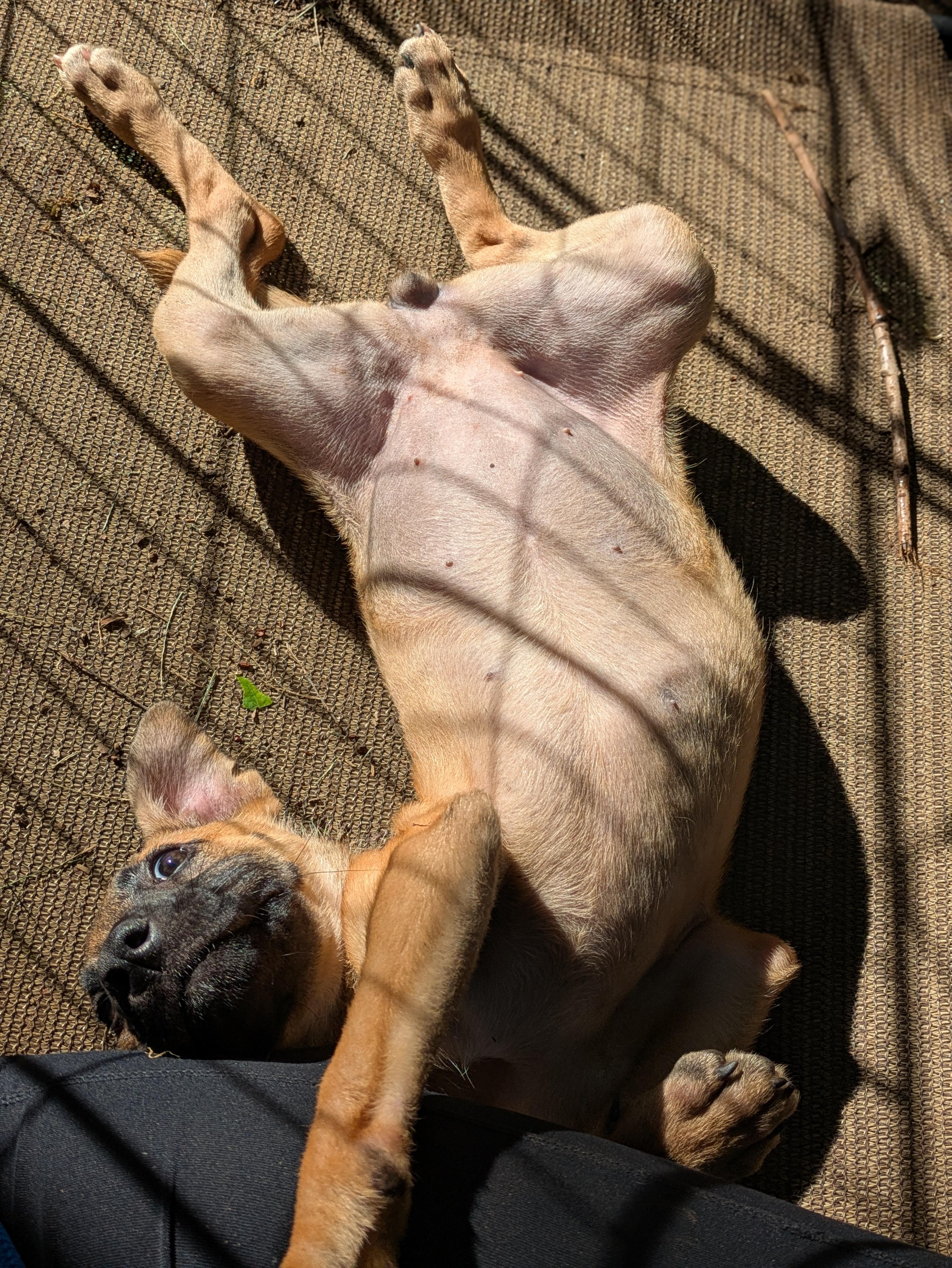 Enlarge Whoopi, an adopted Mixed Breed in Huntsville, AL image 2/4