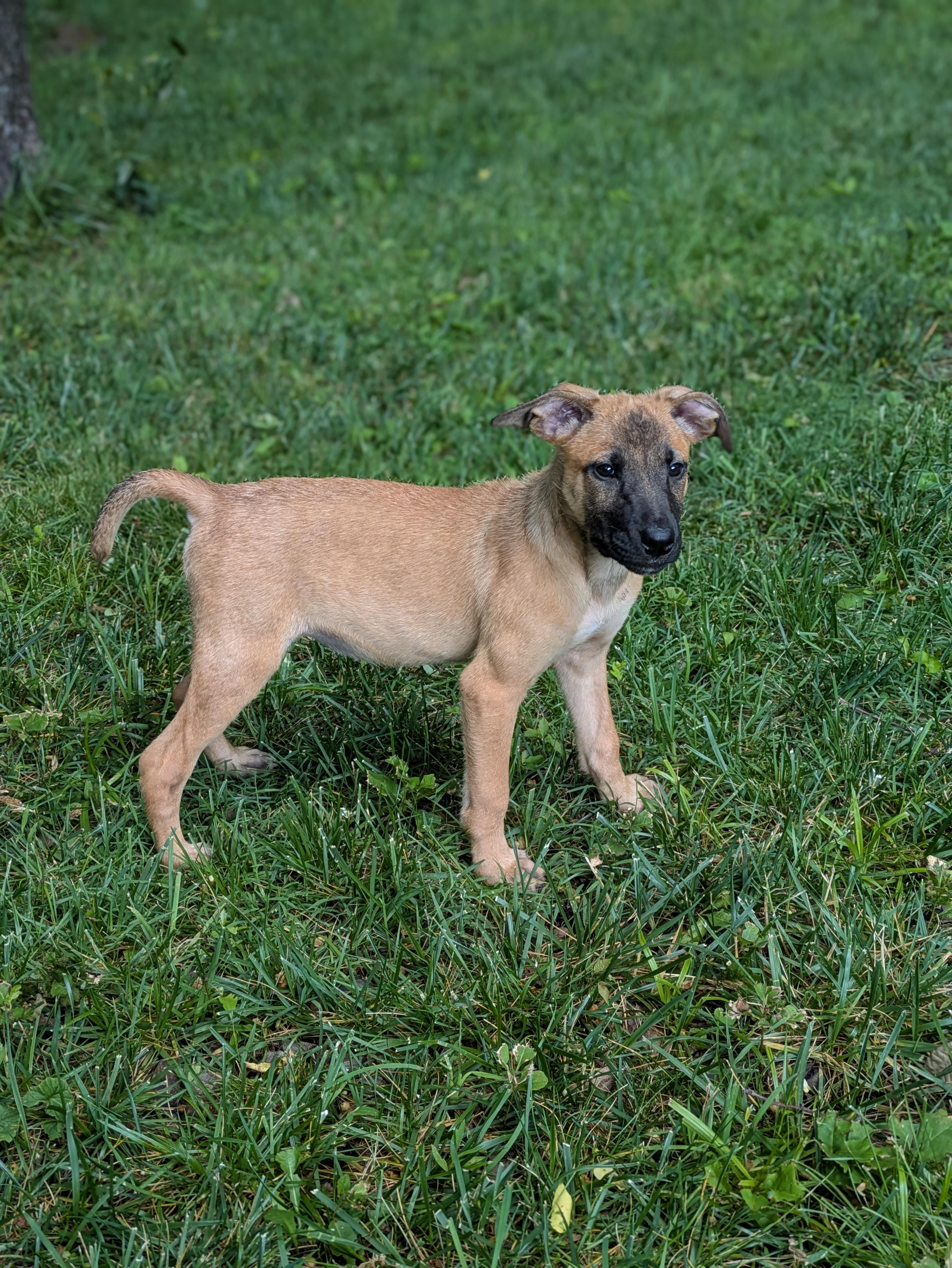 Enlarge Whoopi, an adopted Mixed Breed in Huntsville, AL image 4/4