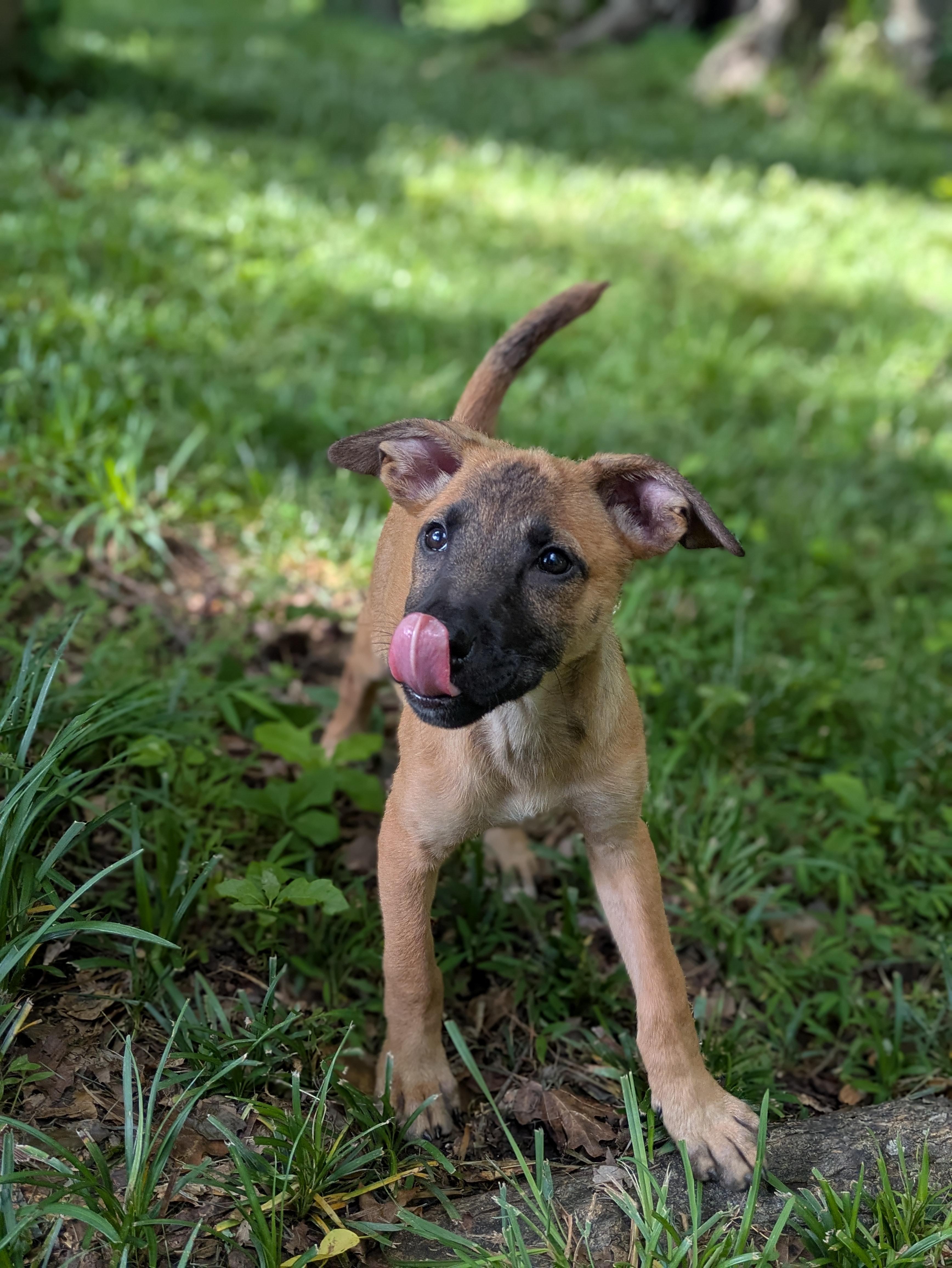 Enlarge Whoopi, an adopted Mixed Breed in Huntsville, AL image 3/4