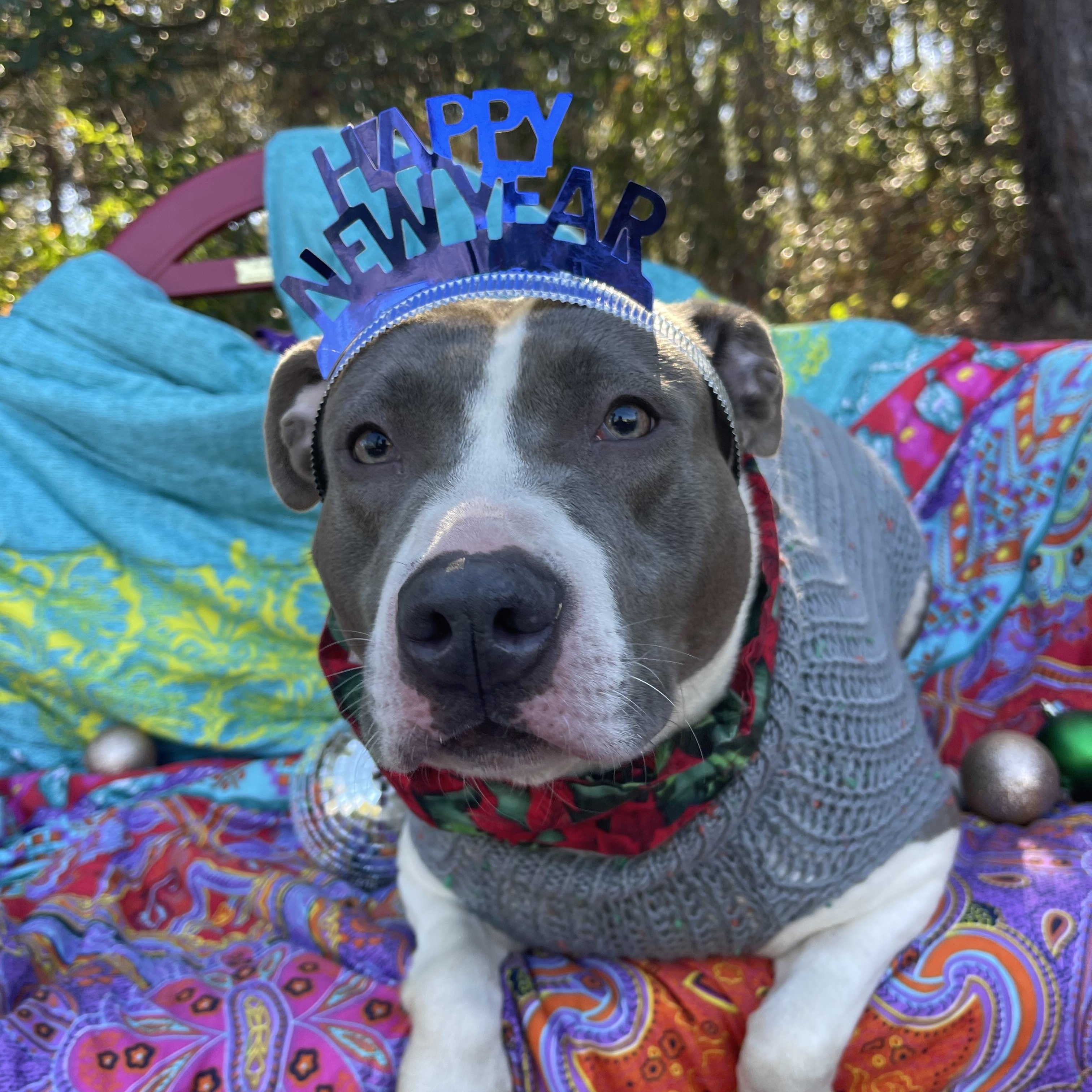 Enlarge Denim, a ADOPTABLE American Staffordshire Terrier in Sebring, FL image 4/6